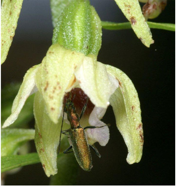 POLLINISATEURS D'ORCHIDEES - Chrysanthia viridis sur Epipactis muelleri (2) Photographie Jacques Charreau.