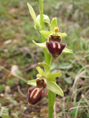 Ophrys aranifera sortie orchidées du 27 avril 2013 sur le coteau de Beau peu à Civaux 