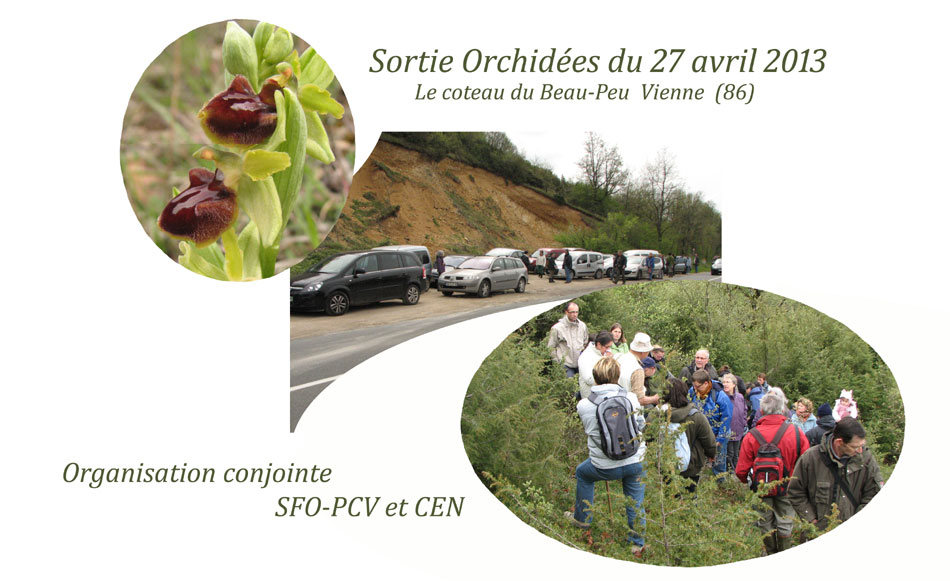 sortie orchidées du 27 avril 2013 sur le coteau de Beau peu à Civaux Vienne 86 SFO PCV et CEN