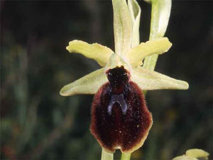 Orchidées les Pouilles Italie. Ophrys tarentina. photo 1. SFO PCV Sociéré Française d'Orchidophilie de Poitou-Charentes et Vendée