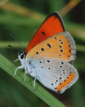 INSECTES LEPIDOPTERES - Papillons - Le Cuivré des marais (Lycaena dispar) mâle. Photographie : Jean-Michel Mathé SFO-PCV.