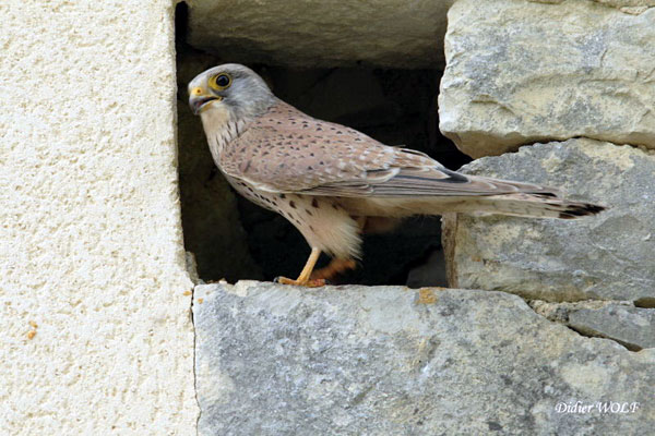 Fauconneaux au nid. Falco tinnunculus. Photos naturalistes. SFO PCV Société Française d'Orchidophilie de Poitou-Charentes et Vendée