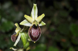 ESPAGNE (2) - Orchidées de la Province de Catalugnya Ophrys arachnitiformis subsp. marzuola. SFO PCV.
