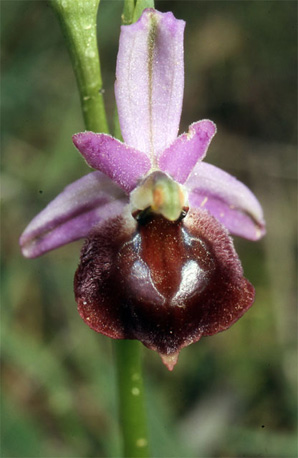 Les Orchidées de Grèce - Le Péloponnèse - Page 9 : Ophrys argolica. Photo 8