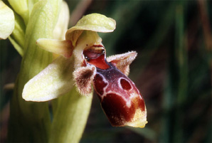 Les Orchidées de Grèce - Le Péloponnèse - Page 12 : Ophrys attica. Photo 8