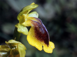 Les Orchidées de Grèce - Le Péloponnèse. Ophrys phryganae photo 4 SFO-PCV