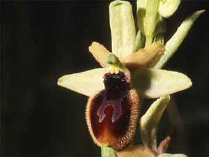 Orchidées les Pouilles Italie. Ophrys tarentina. photo 3. SFO PCV Sociéré Française d'Orchidophilie de Poitou-Charentes et Vendée