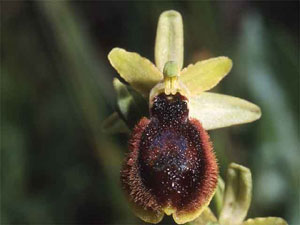Orchidées les Pouilles Italie. Ophrys tarentina. photo 6. SFO PCV Sociéré Française d'Orchidophilie de Poitou-Charentes et Vendée