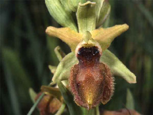 Orchidées les Pouilles Italie. Ophrys tarentina. photo 8. SFO PCV Sociéré Française d'Orchidophilie de Poitou-Charentes et Vendée