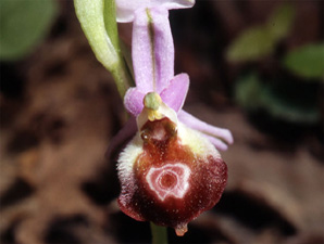 Les Orchidées de Grèce - Le Péloponnèse - Page 9 : Ophrys argolica. Photo 9