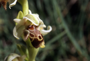 Les Orchidées de Grèce - Le Péloponnèse - Page 12 : Ophrys attica. Photo 9