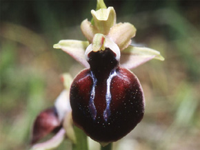 Les Orchidées de Grèce continentale - L'Epire - Page 8 Hybrides et lusus. Ophrys helenae x Ophrys spruneri