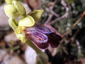 Les Orchidées de Grèce - Le Péloponnèse - Page 8 : Ophrys iricolor. Photo 8