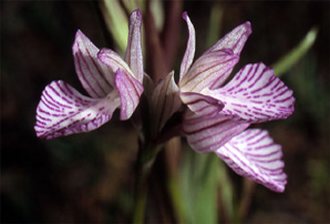 Les Orchidées de Grèce - Le Péloponnèse - Page 11 Orchis papilionacea var. messenica Photo. 6