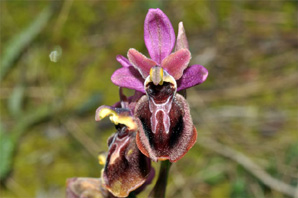ESPAGNE (2) - Orchidées d'Espagne - Quelques hybrides et lusus. Ophrys exaltata marzuola X Ophrys tenthredinifera SFO Poitou-Charentes et Vendée.
