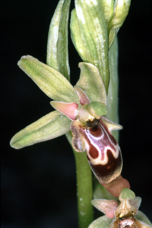 Ophrys isaura. Orchidées de Turquie. SFO PCV Photo Bernard Billaud.