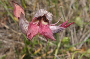 ESPAGNE (2) - Orchidées d'Espagne - Quelques hybrides et lusus. Lusus : Serapias lingua. SFO Poitou-Charentes et Vendée.