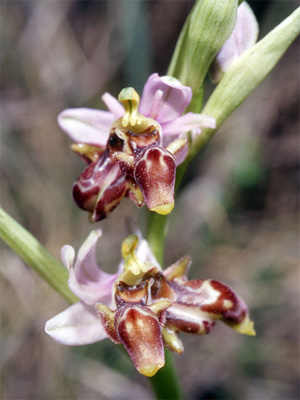 ESPAGNE (2) - Orchidées d'Espagne - Quelques hybrides et lusus. Lusus : Ophrys picta. SFO Poitou-Charentes et Vendée.