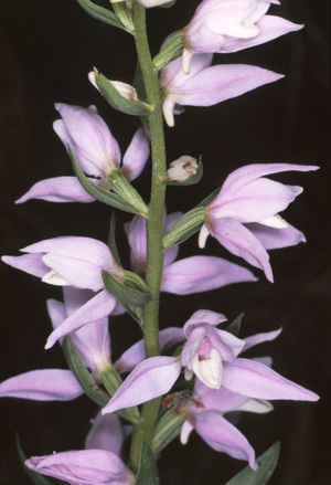 Cephalanthera kurdica Orchidées de Turquie SFO PCV Photographie Bernard Billaud