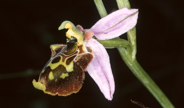 Ophrys lyciensis. Les Orchidées du sud-est de la Turquie. Orchidées hors région Poitou-Charentes Vendée. SFO PCV. Photo Bernard Billaud.