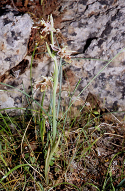 Les Orchidées de Grèce - Le Péloponnèse - Page 23 : Ophrys crassicornis. Photo 1 SFO-Poitou-Charentes Vendée.