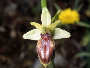 Les Orchidées de Grèce - Le Péloponnèse - Page 24 : Ophrys herae. SFO Poitou-Charentes et Vendée Photo1