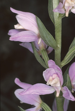 Cephalanthera kurdica Orchidées de Turquie SFO PCV Photographie Bernard Billaud