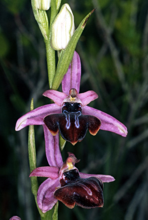 Ophrys amanensis. Orchidées de Turquie. SFO PCV. Photo. Bernard Billaud.