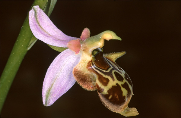 Ophrys phrygia. Orchidées de Turquie. SFO PCV Photo Bernard Billaud.