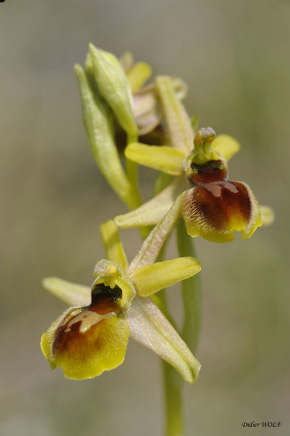 Ophrys araneola orchidées Charente SFO PCV Photo Didier Wolf