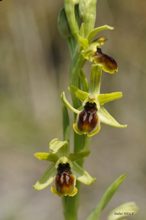 Ophrys araneola orchidées Charente SFO PCV Photo Didier Wolf