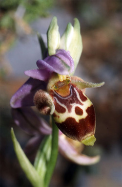 Les Orchidées de Grèce - Le Péloponnèse - Page 23 : Ophrys crassicornis. Photo 2 SFO-Poitou-Charentes Vendée.