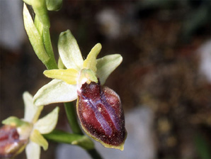 Les Orchidées de Grèce - Le Péloponnèse - Page 24 : Ophrys herae. SFO Poitou-Charentes et Vendée Photo2