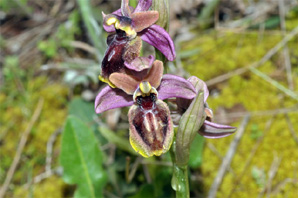 ESPAGNE (2) - Orchidées d'Espagne - Quelques hybrides et lusus. Ophrys exaltata marzuola X Ophrys tenthredinifera SFO Poitou-Charentes et Vendée.