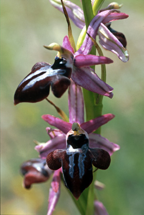 Ophrys amanensis. Orchidées de Turquie. SFO PCV. Photo. Bernard Billaud.