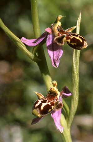 Ophrys phrygia. Orchidées de Turquie. SFO PCV Photo Bernard Billaud.