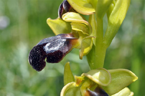 PORTUGAL - Orchidées de la région de Lisbonne. Ophrys fusca. SFO Poitou-Charentes et Vendée.