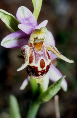 Les Orchidées de Grèce - Le Péloponnèse - Page 23 : Ophrys crassicornis. Photo 3 SFO-Poitou-Charentes Vendée.