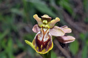 ESPAGNE (2) - Orchidées d'Espagne - Quelques hybrides et lusus. Ophrys lupercalis X Ophrys tenthredinifera SFO Poitou-Charentes et Vendée.