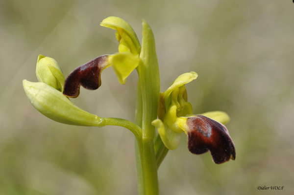 Ophrys lupercalis orchidées Charente SFO PCV Photo Didier Wolf