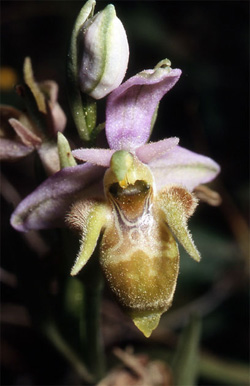 Les Orchidées de Grèce - Le Péloponnèse - Page 23 : Ophrys crassicornis. Photo 4 SFO-Poitou-Charentes Vendée.