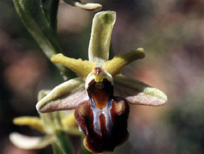Les Orchidées de Grèce - Le Péloponnèse - Page 24 : Ophrys herae. SFO Poitou-Charentes et Vendée Photo3
