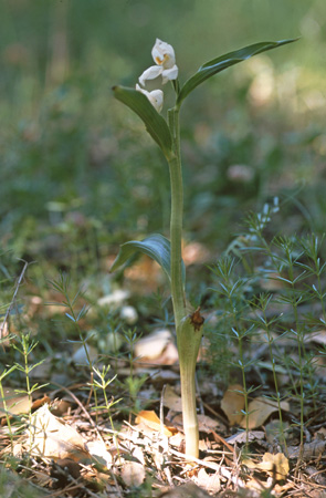 Cephalanthera eoioactoïdes. Les Orchidées du sud-est de la Turquie. Orchidées hors région Poitou-Charentes Vendée. SFO PCV. Photo Bernard Billaud.