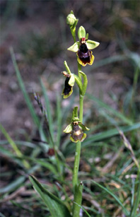 ESPAGNE (2) - Orchidées de la Province de Navarra - Ophrys subinsectifera. SFO Poitou-Charentes et Vendée.
