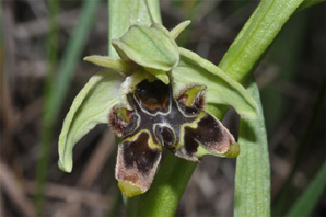 ESPAGNE (2) - Orchidées d'Espagne - Quelques hybrides et lusus. Lusus : Lussus Ophrys picta bi-labelle à périante vert. SFO Poitou-Charentes et Vendée.