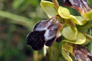 PORTUGAL - Orchidées de la région de Lisbonne. Ophrys fusca. SFO Poitou-Charentes et Vendée.