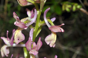 ESPAGNE (2) - Orchidées d'Espagne - Quelques hybrides et lusus. Orchis langei X Orchis provincialis. SFO Poitou-Charentes et Vendée.
