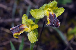 ESPAGNE (2) - Orchidées d'Espagne - Quelques hybrides et lusus. Lusus : Ophrys lutea. SFO Poitou-Charentes et Vendée.