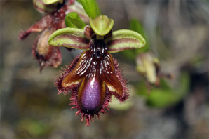PORTUGAL - Orchidées de la région de l'Algarve Hybride Ophrys ciliata x Ophrys vernixia SFO Poitou-Charentes et vendée.