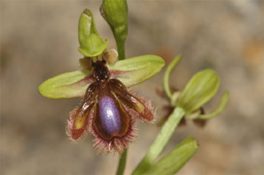 PORTUGAL - Orchidées de la région de l'Algarve Ophrys vernixia SFO Poitou-Charentes et vendée.